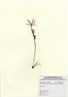 藏品(繁枝蜈蚣藻)的圖片